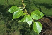 Attēlu rezultāti vaicājumam “Populus simonii”