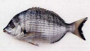 Image result for Diplodus puntazzo