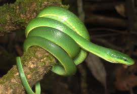 Attēlu rezultāti vaicājumam “Serpentes”