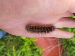 Attēlu rezultāti vaicājumam “Phragmatobia fuliginosa imago”