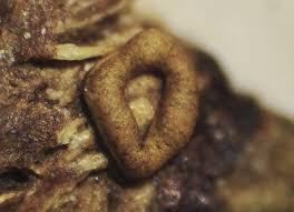 Attēlu rezultāti vaicājumam “Hemitrichia karstenii macro”