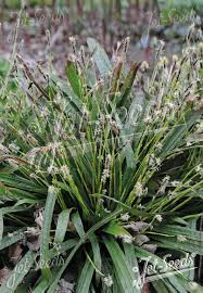 Attēlu rezultāti vaicājumam “Carex sylvatica flower”