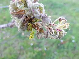 Attēlu rezultāti vaicājumam “Quercus robur male flower”