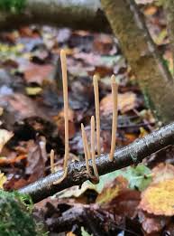 Attēlu rezultāti vaicājumam “Macrotyphula fistulosa”