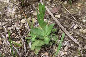 Attēlu rezultāti vaicājumam “Centaurium erythraea bud”