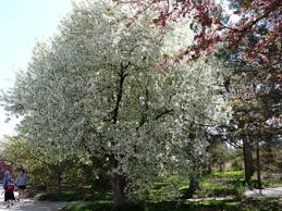 Attēlu rezultāti vaicājumam “Malus mandshurica”