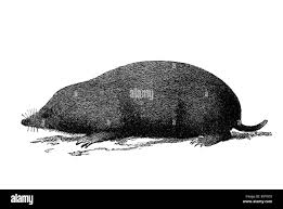 Attēlu rezultāti vaicājumam “Insectivora”