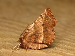 Attēlu rezultāti vaicājumam “Selenia dentaria”