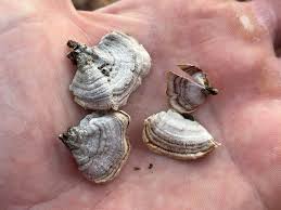 Attēlu rezultāti vaicājumam “Stereum fasciatum”