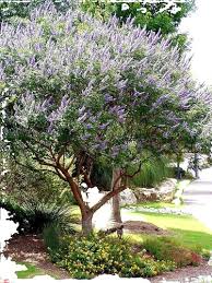Attēlu rezultāti vaicājumam “Syringa reticulata subsp. amurensis”
