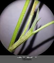 Attēlu rezultāti vaicājumam “Trifolium medium bud”