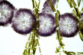 Attēlu rezultāti vaicājumam “Cladophora glomerata”