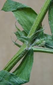 Attēlu rezultāti vaicājumam “Vicia tenuifolia”