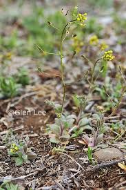 Attēlu rezultāti vaicājumam “Draba nemorosa fruit”
