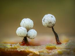 Attēlu rezultāti vaicājumam “Cribraria aurantiaca young”