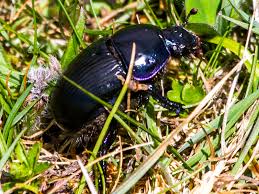 Attēlu rezultāti vaicājumam “Geotrupes”