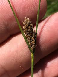 Attēlu rezultāti vaicājumam “Carex lasiocarpa”