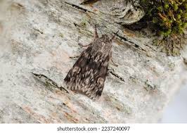 Attēlu rezultāti vaicājumam “Brachionycha nubeculosa”