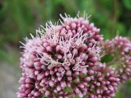 Attēlu rezultāti vaicājumam “Eupatorium cannabinum flower”