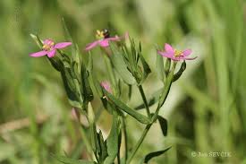 Attēlu rezultāti vaicājumam “Centaurium littorale flower”