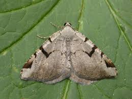 Attēlu rezultāti vaicājumam “Macaria wauaria”