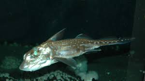 Image result for Hydrolagus colliei