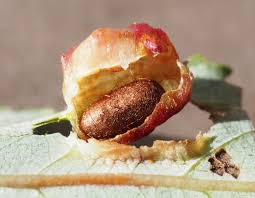 Attēlu rezultāti vaicājumam “Pontania proxima”