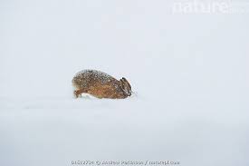 Attēlu rezultāti vaicājumam “Lepus europaeus adult”