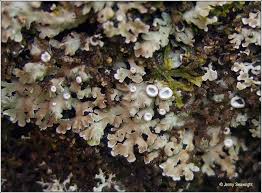 Attēlu rezultāti vaicājumam “Physconia distorta”