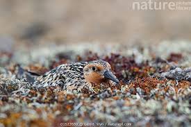 Attēlu rezultāti vaicājumam “Calidris canutus”