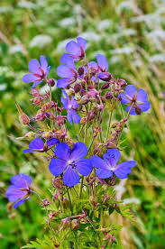 Attēlu rezultāti vaicājumam “Geranium sylvaticum flower”