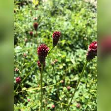 Attēlu rezultāti vaicājumam “Sanguisorba officinalis bud”