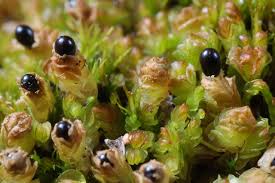 Attēlu rezultāti vaicājumam “Nardia scalaris”