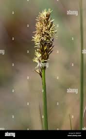 Attēlu rezultāti vaicājumam “Carex acuta fruit”