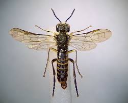 Attēlu rezultāti vaicājumam “Tenthredo campestris female”