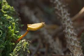 Attēlu rezultāti vaicājumam “Buxbaumia viridis”