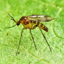 Attēlu rezultāti vaicājumam “Mycetophilidae”