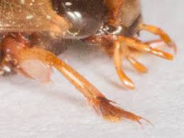 Attēlu rezultāti vaicājumam “Rhantus frontalis”