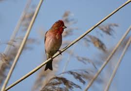 Attēlu rezultāti vaicājumam “Carpodacus erythrinus”