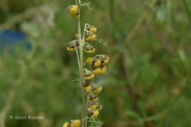 Image result for Artemisia gmelinii