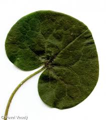 Attēlu rezultāti vaicājumam “Asarum europaeum leaf”