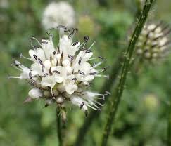 Image result for Dipsacus pilosus