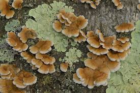 Attēlu rezultāti vaicājumam “Plicaturopsis crispa”