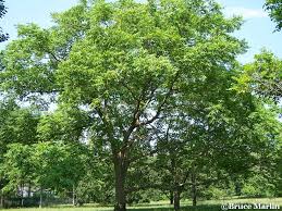 Attēlu rezultāti vaicājumam “Juglans ailanthifolia”