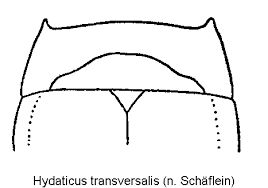 Attēlu rezultāti vaicājumam “Hydaticus transversalis”
