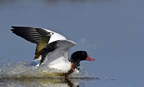 Attēlu rezultāti vaicājumam “Tadorna tadorna male”