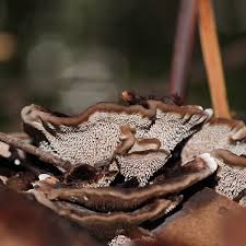 Attēlu rezultāti vaicājumam “Phellodon niger”