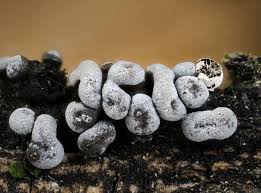 Attēlu rezultāti vaicājumam “Badhamia capsulifera sessile”