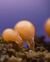 Attēlu rezultāti vaicājumam “Hemitrichia sp.”