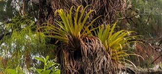 Attēlu rezultāti vaicājumam “Comatricha alta stalked”